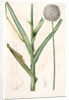 Allium ampeloprasum, Ail faux-poireau, Broad-leaf Wild Leek by Pierre Joseph Redouté
