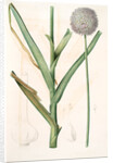 Allium ampeloprasum, Ail faux-poireau, Broad-leaf Wild Leek by Pierre Joseph Redouté
