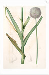 Allium ampeloprasum, Ail faux-poireau, Broad-leaf Wild Leek by Pierre Joseph Redouté