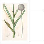 Allium ampeloprasum, Ail faux-poireau, Broad-leaf Wild Leek by Pierre Joseph Redouté