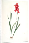 Ixia patens, Ixia filiformis; Ixis filiforme, Spreading-flowered by Pierre Joseph Redouté