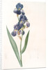 Iris plicata, Iris plissé by Pierre Joseph Redouté