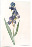 Iris plicata, Iris plissé by Pierre Joseph Redouté