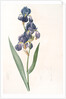 Iris plicata, Iris plissé by Pierre Joseph Redouté