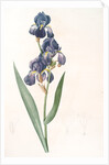 Iris plicata, Iris plissé by Pierre Joseph Redouté
