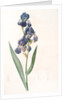 Iris plicata, Iris plissé by Pierre Joseph Redouté