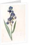 Iris plicata, Iris plissé by Pierre Joseph Redouté