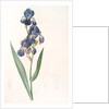 Iris plicata, Iris plissé by Pierre Joseph Redouté