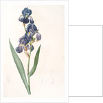 Iris plicata, Iris plissé by Pierre Joseph Redouté