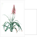 Pitcairnia latifolia, Pitcairnia bracteata; Pitcairnia á large feuille, Broad-leaved Pitcairnia by Pierre Joseph Redouté