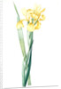 Iris Monnieri, Iris de Lemonnier by Pierre Joseph Redouté
