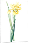 Iris Monnieri, Iris de Lemonnier by Pierre Joseph Redouté