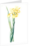 Iris Monnieri, Iris de Lemonnier by Pierre Joseph Redouté