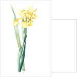 Iris Monnieri, Iris de Lemonnier by Pierre Joseph Redouté