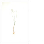 Leucojum grandiflorum, Leucojum trichophyllum; Nivéole à grandes fleurs, Three-leaved snowflakes by Pierre Joseph Redouté