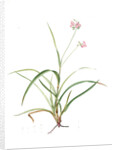 Tradescantia rosea, Ephémérine rose, Rosy Spiderwort by Pierre Joseph Redouté