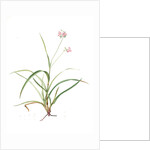 Tradescantia rosea, Ephémérine rose, Rosy Spiderwort by Pierre Joseph Redouté