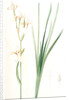 Ixia sibirica var. ochroleuca, Iris sp; Ixia de Sibérie var. à fleurs blanchâtres by Pierre Joseph Redouté
