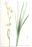 Ixia sibirica var. ochroleuca, Iris sp; Ixia de Sibérie var. à fleurs blanchâtres by Pierre Joseph Redouté
