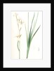 Ixia sibirica var. ochroleuca, Iris sp; Ixia de Sibérie var. à fleurs blanchâtres by Pierre Joseph Redouté