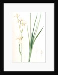 Ixia sibirica var. ochroleuca, Iris sp; Ixia de Sibérie var. à fleurs blanchâtres by Pierre Joseph Redouté