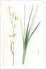 Ixia sibirica var. ochroleuca, Iris sp; Ixia de Sibérie var. à fleurs blanchâtres by Pierre Joseph Redouté