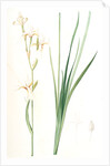 Ixia sibirica var. ochroleuca, Iris sp; Ixia de Sibérie var. à fleurs blanchâtres by Pierre Joseph Redouté
