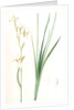 Ixia sibirica var. ochroleuca, Iris sp; Ixia de Sibérie var. à fleurs blanchâtres by Pierre Joseph Redouté