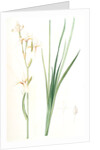 Ixia sibirica var. ochroleuca, Iris sp; Ixia de Sibérie var. à fleurs blanchâtres by Pierre Joseph Redouté