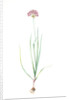 Allium roseum, Ail rose, Rose garlic by Pierre Joseph Redouté
