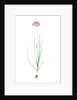 Allium roseum, Ail rose, Rose garlic by Pierre Joseph Redouté