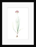 Allium roseum, Ail rose, Rose garlic by Pierre Joseph Redouté