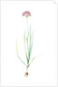 Allium roseum, Ail rose, Rose garlic by Pierre Joseph Redouté