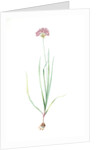 Allium roseum, Ail rose, Rose garlic by Pierre Joseph Redouté