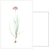 Allium roseum, Ail rose, Rose garlic by Pierre Joseph Redouté