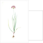 Allium roseum, Ail rose, Rose garlic by Pierre Joseph Redouté