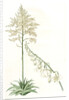 Furcraea gigantea, Fourcroye gigantesque; Giant False Agave by Pierre Joseph Redouté