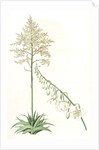 Furcraea gigantea, Fourcroye gigantesque; Giant False Agave by Pierre Joseph Redouté