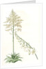 Furcraea gigantea, Fourcroye gigantesque; Giant False Agave by Pierre Joseph Redouté