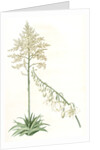 Furcraea gigantea, Fourcroye gigantesque; Giant False Agave by Pierre Joseph Redouté