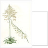 Furcraea gigantea, Fourcroye gigantesque; Giant False Agave by Pierre Joseph Redouté