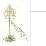 Furcraea gigantea, Fourcroye gigantesque; Giant False Agave by Pierre Joseph Redouté