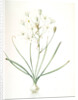 Ornithogalum umbellatum, Ornithogale en ombelle; Star of Bethlehem by Pierre Joseph Redouté