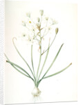 Ornithogalum umbellatum, Ornithogale en ombelle; Star of Bethlehem by Pierre Joseph Redouté