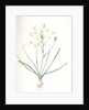 Ornithogalum umbellatum, Ornithogale en ombelle; Star of Bethlehem by Pierre Joseph Redouté