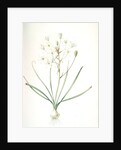 Ornithogalum umbellatum, Ornithogale en ombelle; Star of Bethlehem by Pierre Joseph Redouté