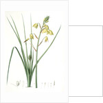 Albuca major, Albuca á large feuille, Larger Albuca by Pierre Joseph Redouté