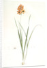 Ixia conica, Ixia masculata; Ixia conique, Orange-colored Ixia by Pierre Joseph Redouté