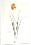 Ixia conica, Ixia masculata; Ixia conique, Orange-colored Ixia by Pierre Joseph Redouté
