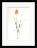 Ixia conica, Ixia masculata; Ixia conique, Orange-colored Ixia by Pierre Joseph Redouté